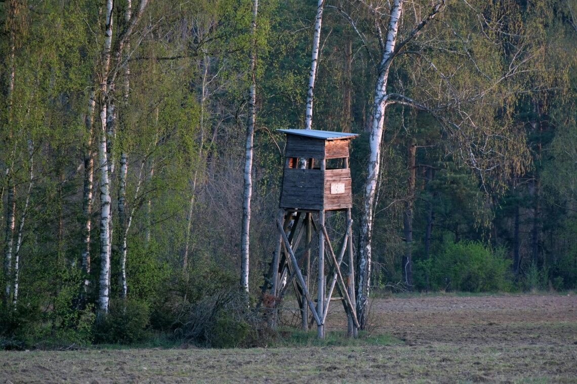 rustic wooden hunting stand in birch forest